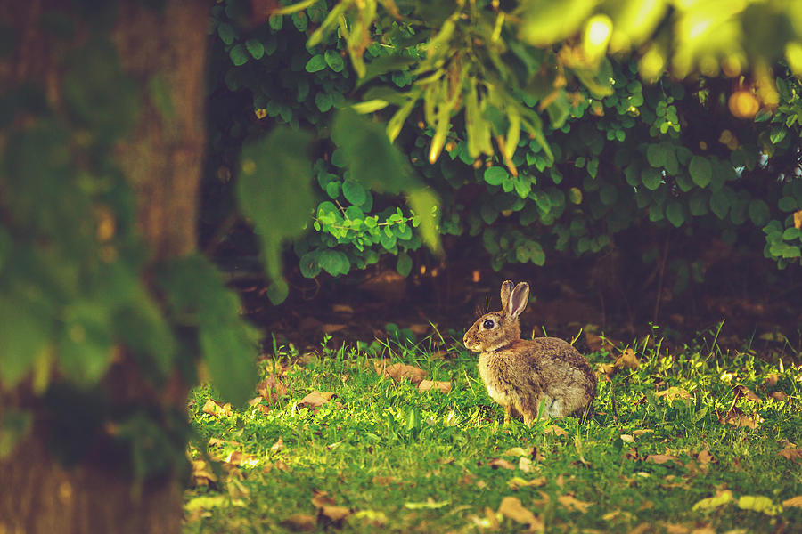 European rabbit - Oryctolagus cuniculus Photograph by Marc Braner