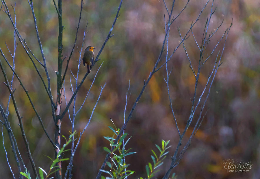 European robin, erithacus rubecula, redbreast, Geneva, Switzerla Photograph by Elenarts - Elena Duvernay photo