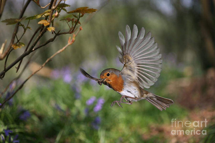 Bird Photograph - European Robin in flight by Warren Photographic