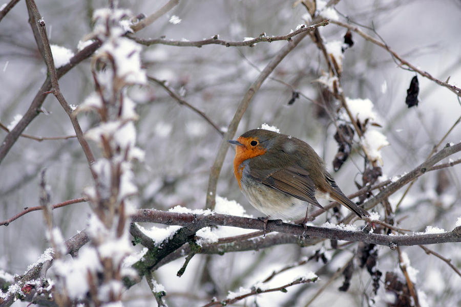 European Robin in the snow at Christmas Photograph by Tony Mills