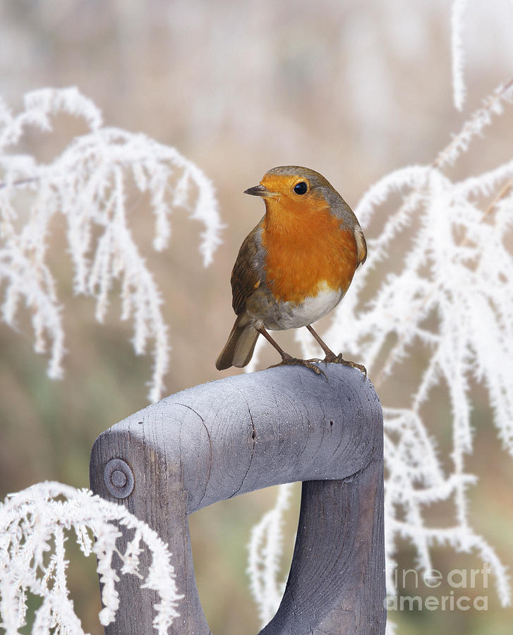 European Robin on a frosty spade handle Photograph by Warren Photographic