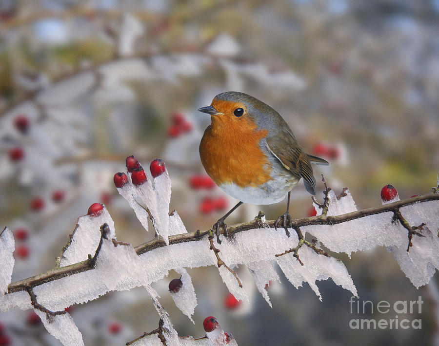 European Robin on rime-covered Hawthorn Photograph by Warren Photographic
