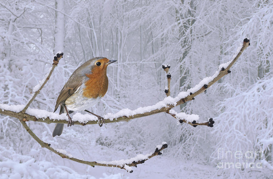 European Robin on snowy branch Photograph by Warren Photographic
