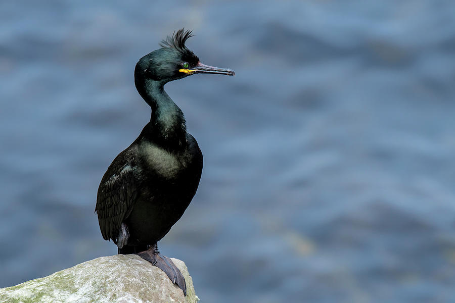 European Shag Photograph by Arterra Picture Library