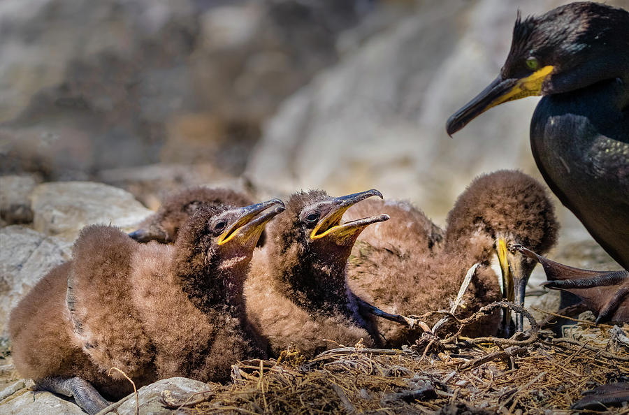 European Shag Nesting With Chicks Farne Islands Photograph By