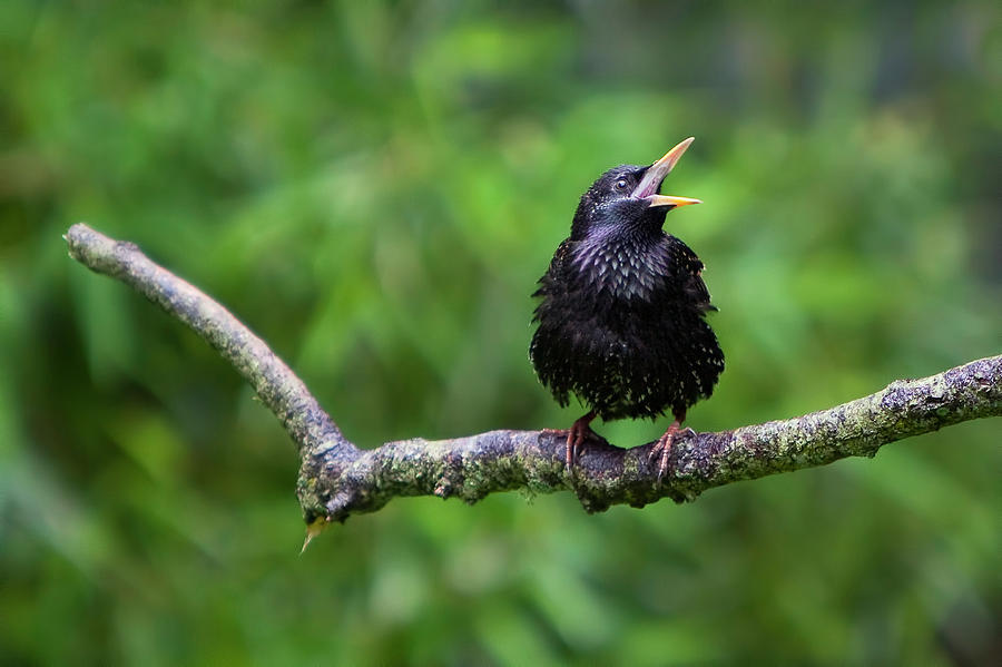 European Starling Photograph