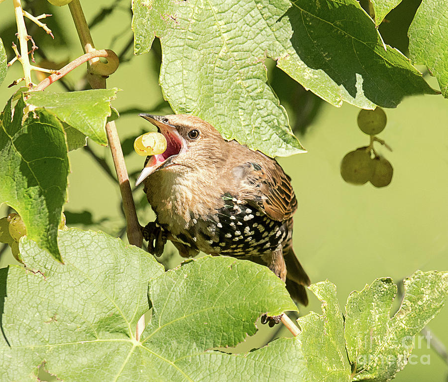 European Starling Feeding on Grapes Photograph by Dennis Hammer