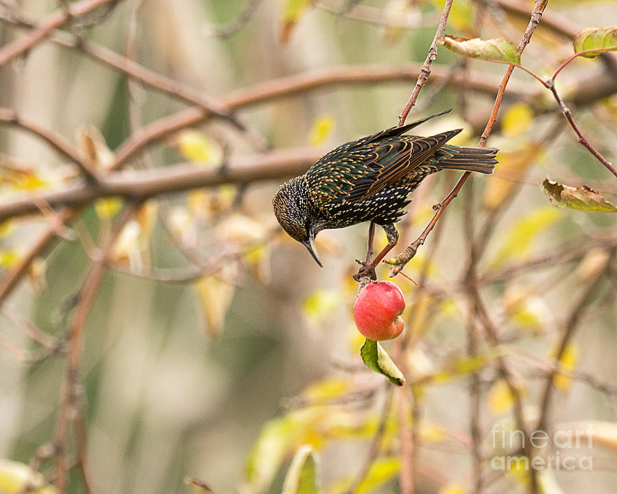 European Starling in Apple Tree Photograph by Dennis Hammer
