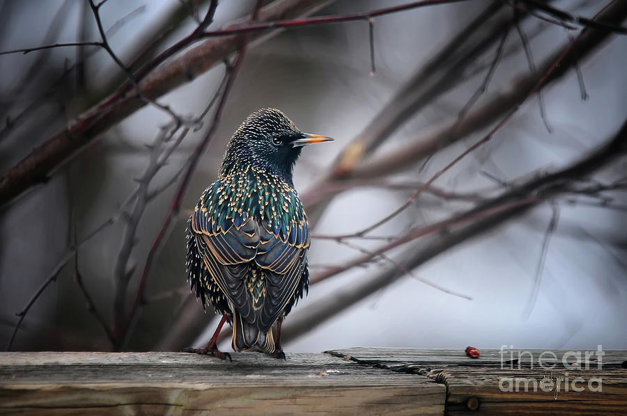 European Starling In Non Breeding Colors Photograph by Lois Bryan