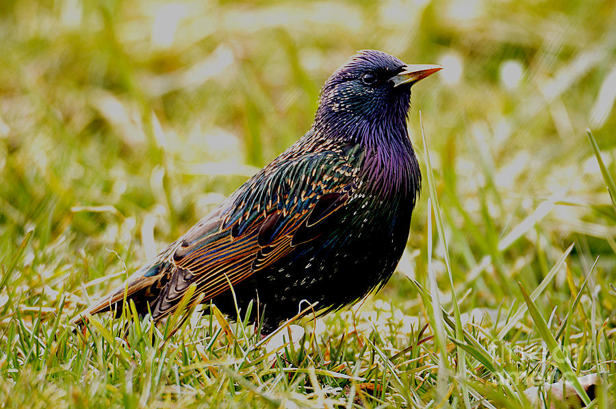 European Starling In The Grass Photograph by Sheila Lee