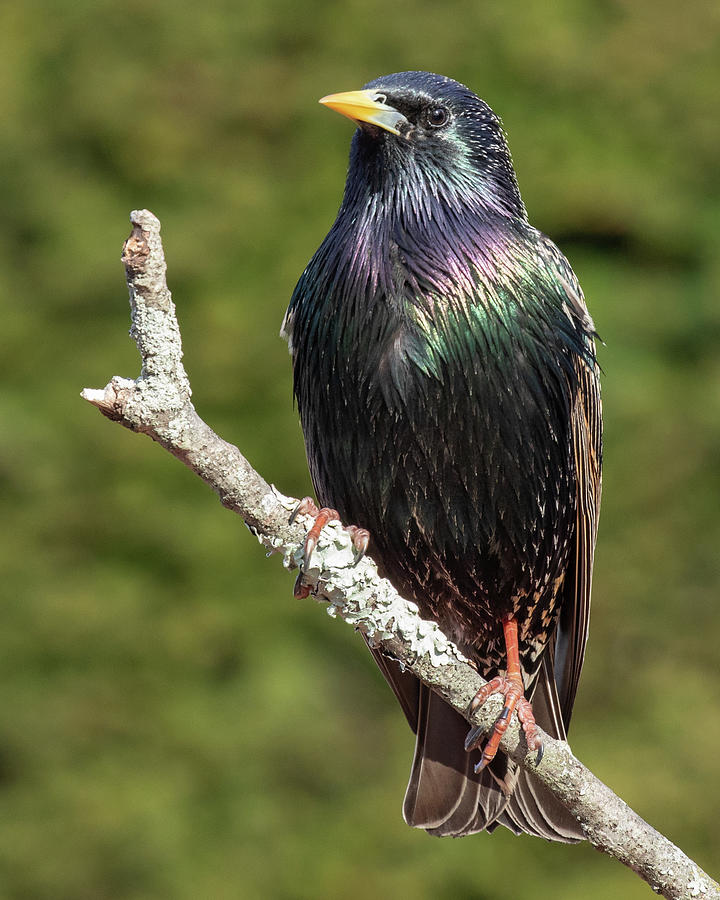 European Starling  Photograph by Jerry Fornarotto