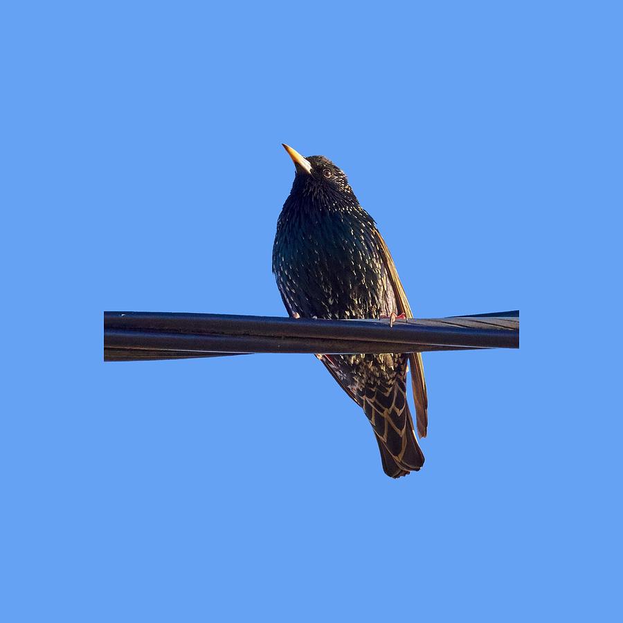  European starling trasparent background Photograph by Jouko Lehto