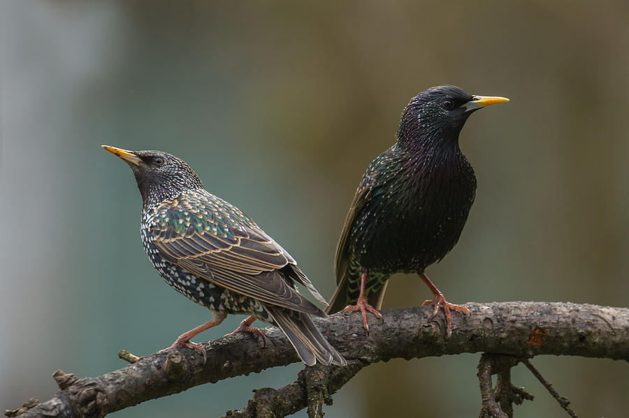 European Starlings Photograph by Angie Vogel