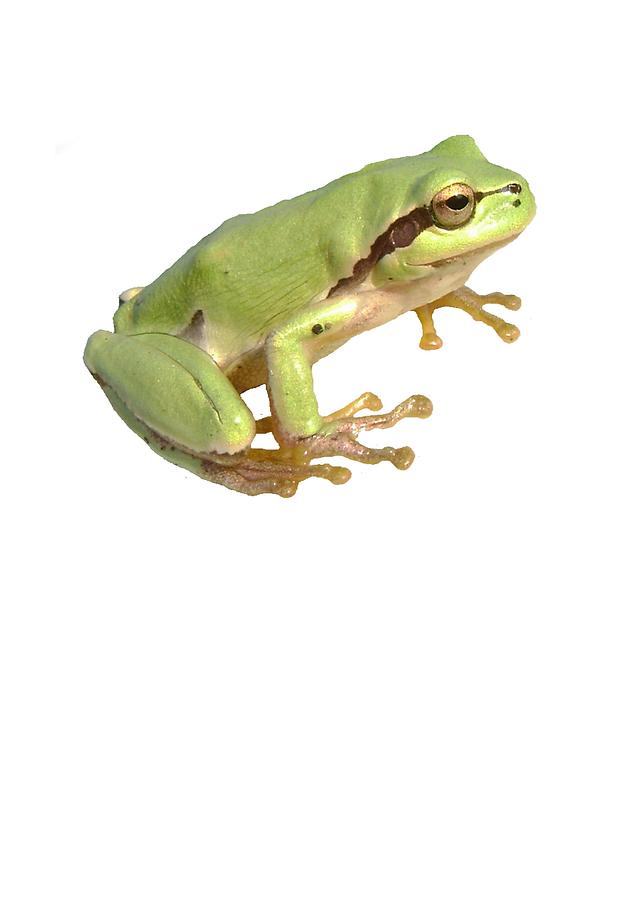 Frog Photograph - European Tree Frog Isolated by Taiche Acrylic Art