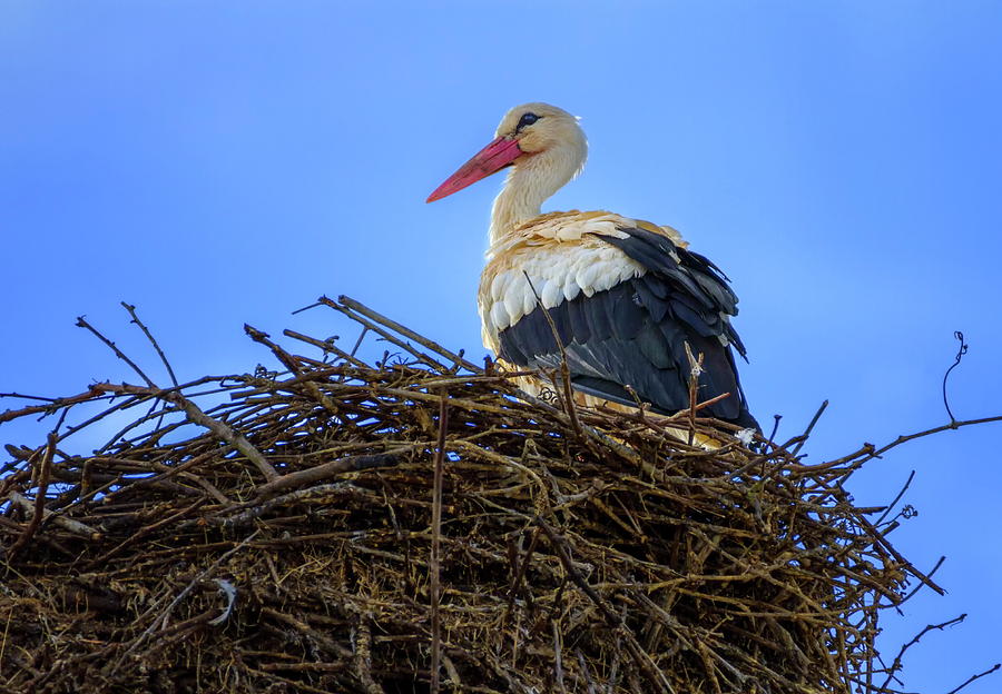 European white stork, ciconia, in the nest Photograph by Elenarts - Elena Duvernay photo