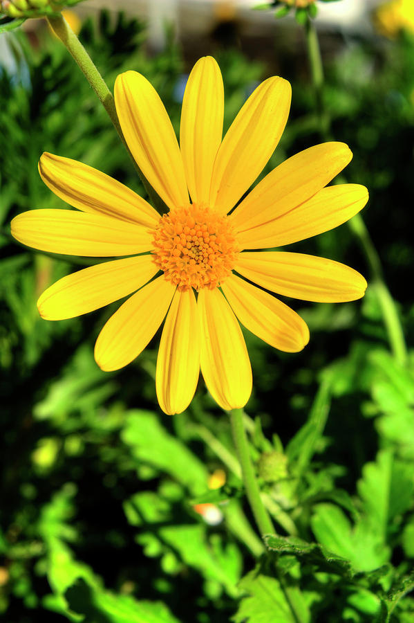 Euryops Flower Photograph by FineArtRoyal Joshua Mimbs