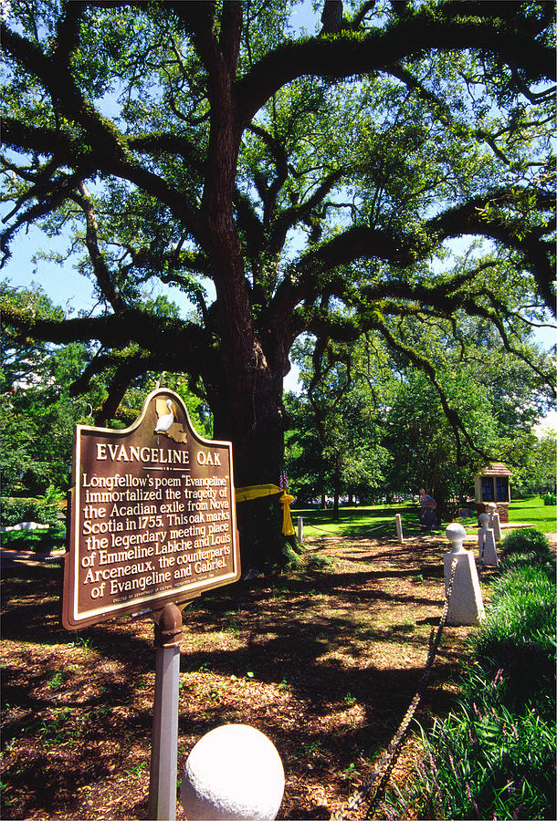 Evangeline Oak St Martinville Louisiana Photograph by Thomas R Fletcher