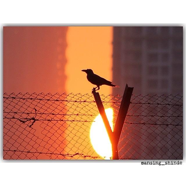 Crow Photograph - Even A Crow Can Look Beautiful When by Indian Truck Driver
