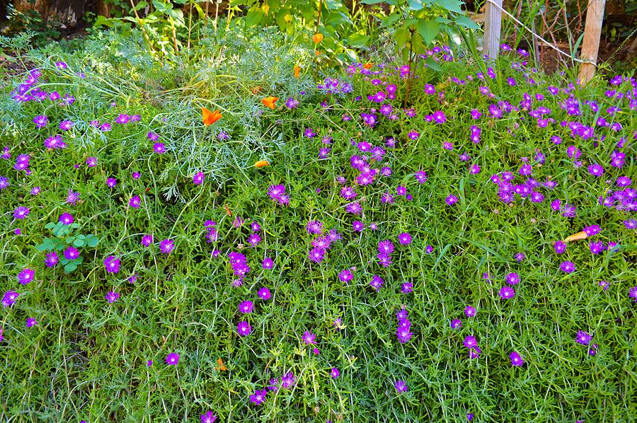 Even More Springtime Flowers In Malibu Photograph