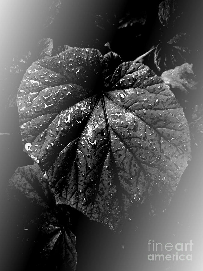 Garden Photograph - Even The Darkest Heart by Rachel Hannah