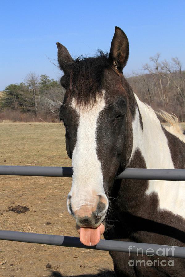 Even the horse has an Attitude Photograph by Rick Rauzi