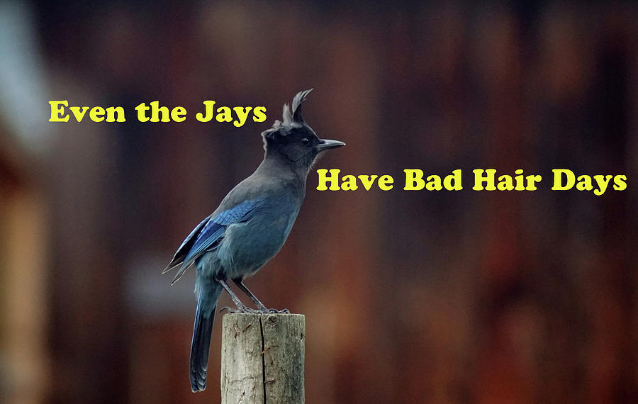 Even the Jays Photograph by Ben Upham III