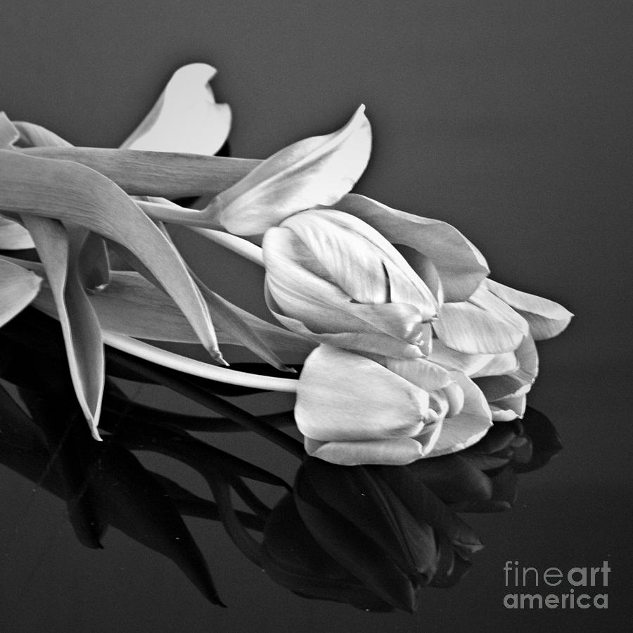 Even Tulips are Beautiful in Black and White Photograph by Sherry Hallemeier