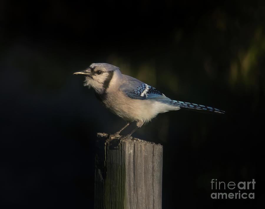 Evening Blue Jay Photograph by Robert Frederick