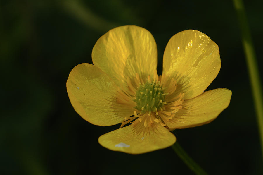 Evening Buttercup Photograph by Adrian Wale