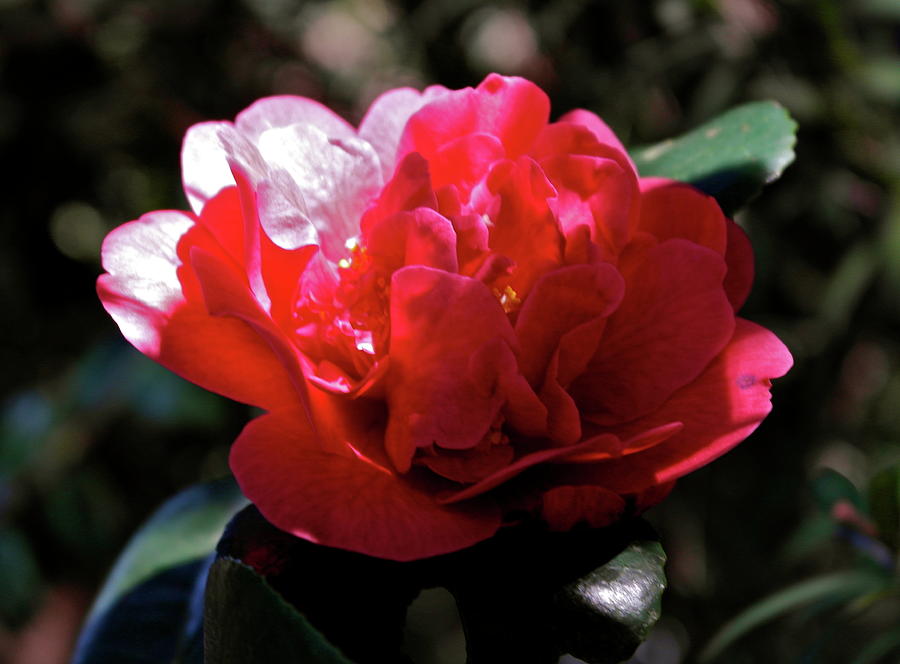 Evening Camellia Photograph by Michele Myers
