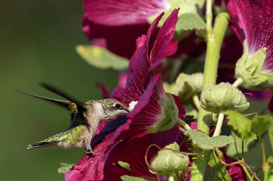 Hummingbird Photograph - Evening Dining by Everet Regal