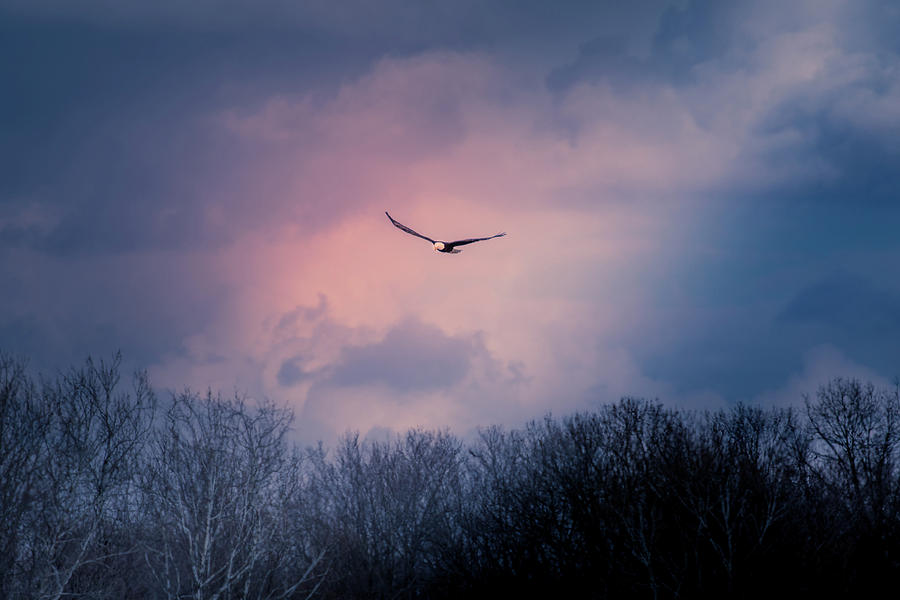 Evening Flight Photograph by Allin Sorenson