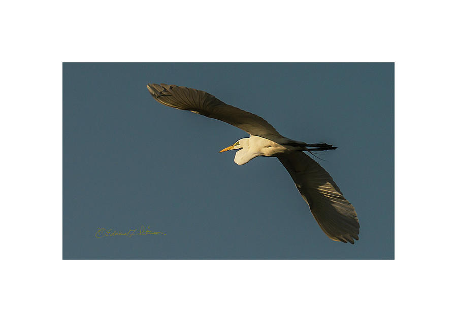 Evening Flight Great Egret Photograph by Ed Peterson