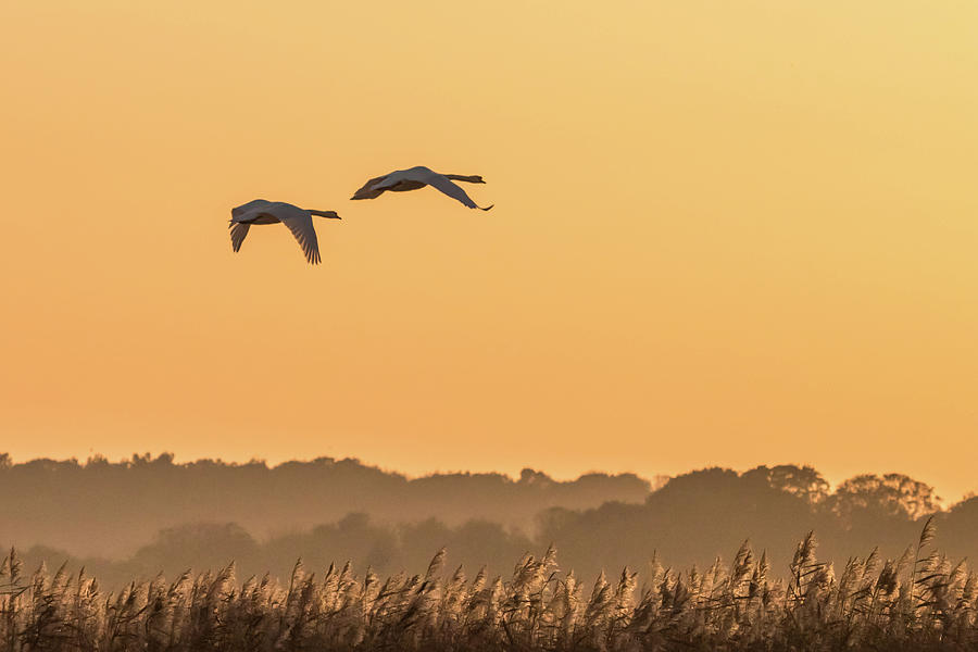 Evening Flight Home Photograph by Wendy Cooper