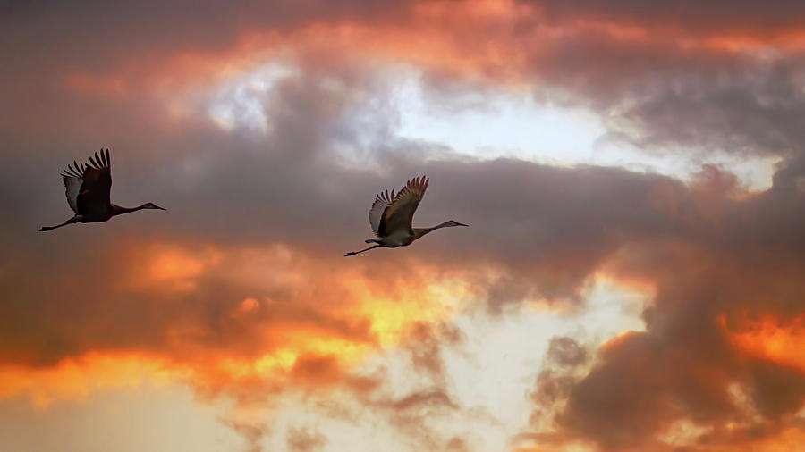 Evening Flight Photograph by Susan Rissi Tregoning