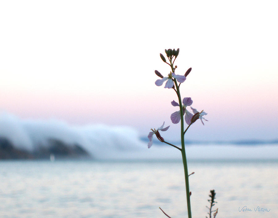 Fog Photograph - Evening Fog rolling in by Sabine Stetson Fog Photograph - Evening Fog rolling in by Sabine Stetson