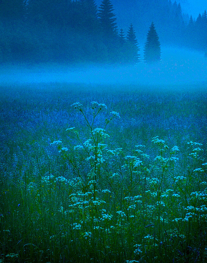 Evening Fog Rolling into Forest Photograph by Don Wolf
