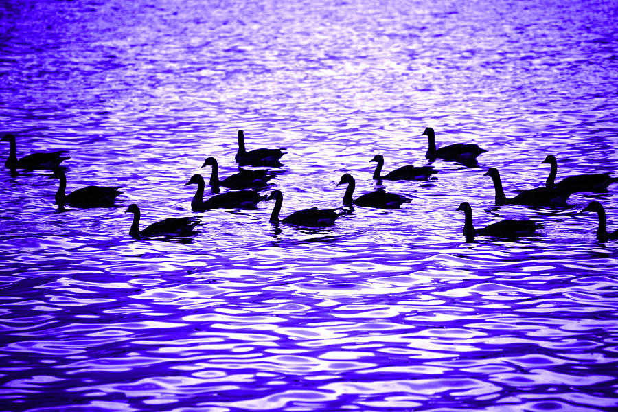 Evening Geese Photograph by Marilyn Hunt