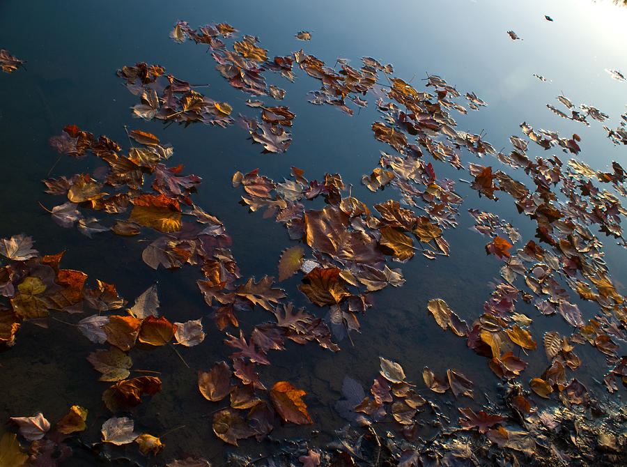 Evening Glow Photograph by Douglas Barnett