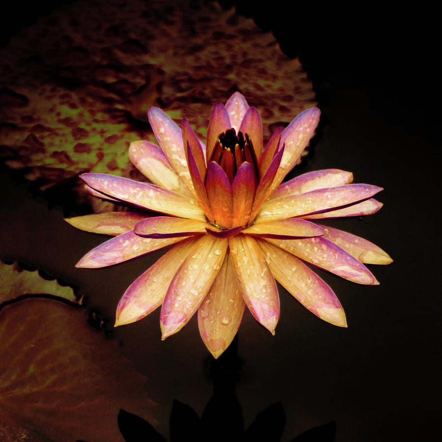 Evening Glow Water Lily Photograph by Julie Palencia
