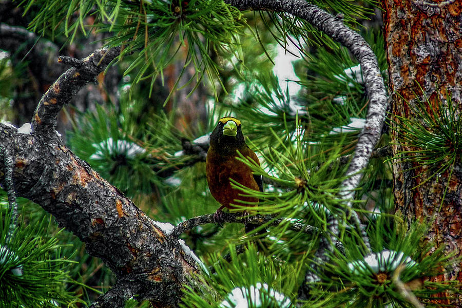 Evening Grosbeak Among Pine Branches Photograph by Marilyn Burton