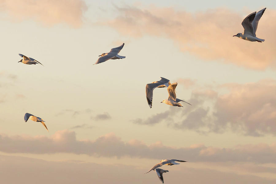 Evening Gulls Photograph by Wendy Cooper