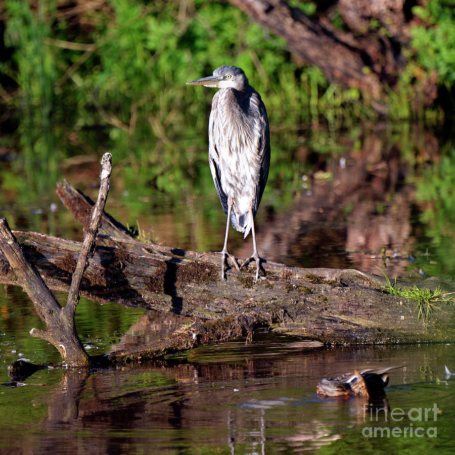 Evening Heron Photograph by Denise Bruchman