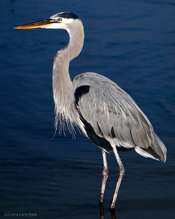 Evening Heron Photograph by Larry Beat