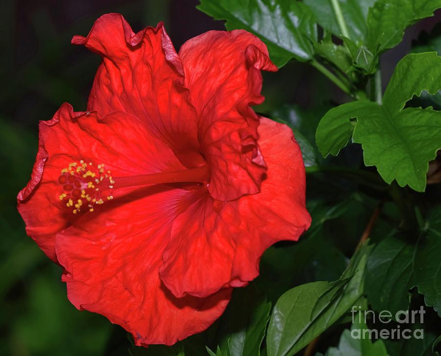 Evening Hibiscus Photograph by Diana Mary Sharpton