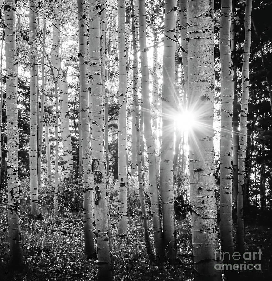 Evening In An Aspen Woods BW Photograph by The Forests Edge Photography - Diane Sandoval