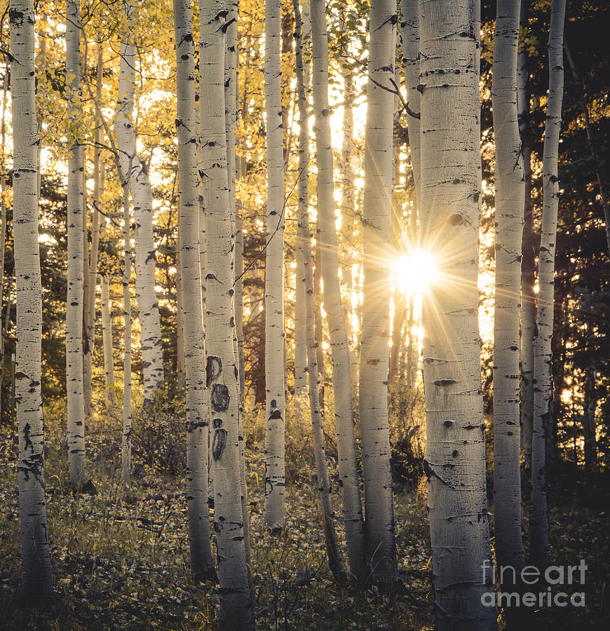 Tree Photograph - Evening in an Aspen Woods by The Forests Edge Photography - Diane Sandoval