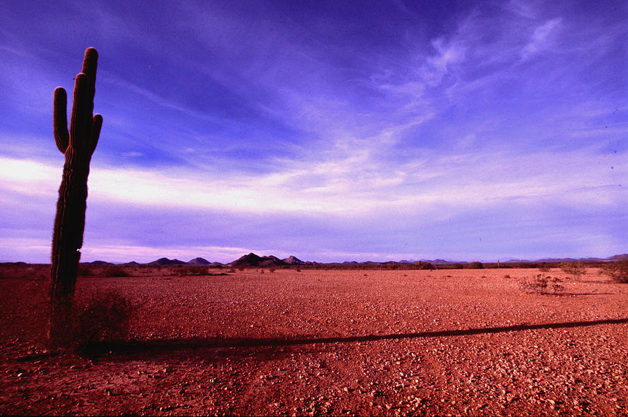 Desert Photograph - Evening in the Arizona Desert by Bill Williams