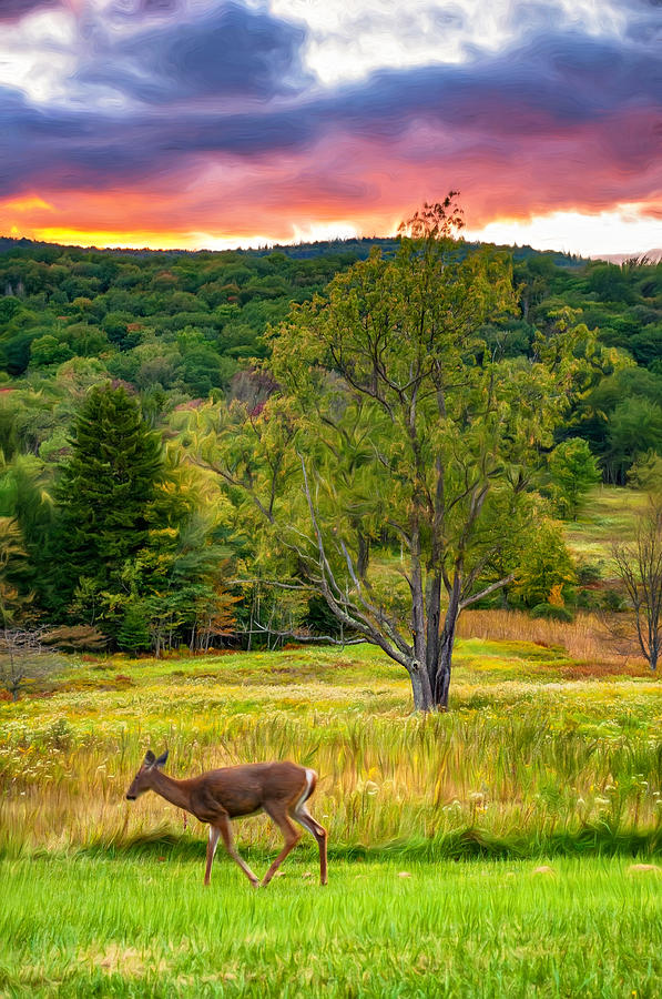 Deer Photograph - Evening in the Valley - Paint by Steve Harrington