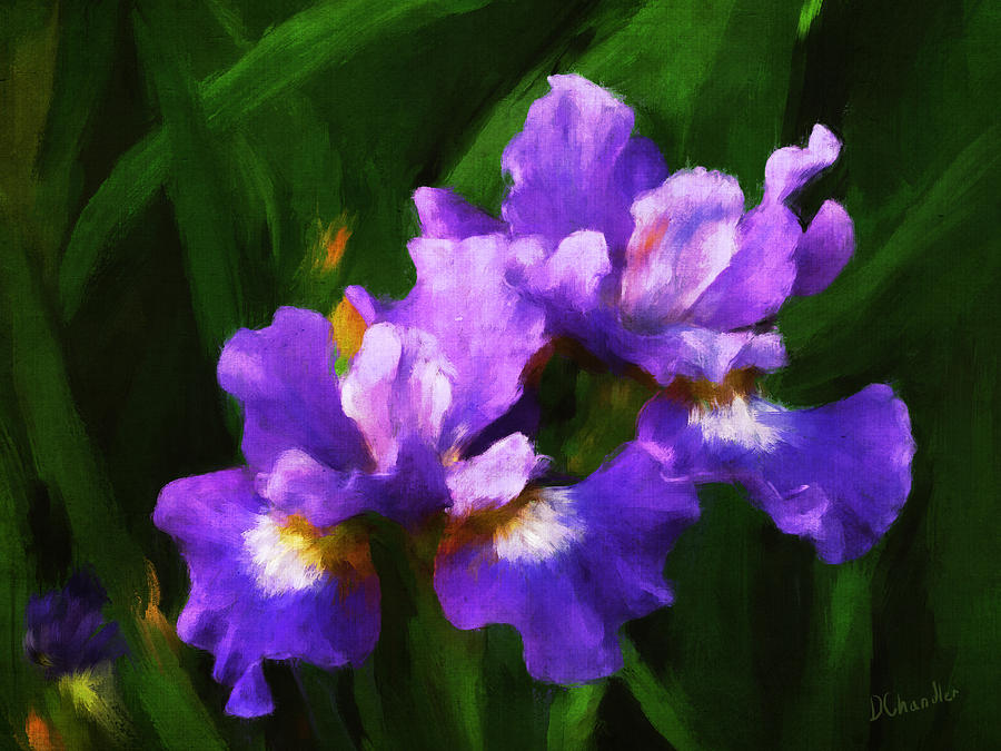 Evening Iris Painting by Diane Chandler